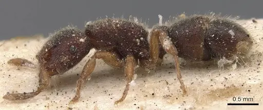 Heteroponera imbellis - CASENT0907134