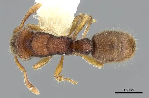 Heteroponera imbellis - CASENT0922017