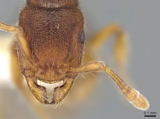 Heteroponera imbellis - CASENT0922017