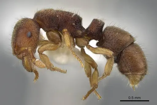 Heteroponera imbellis - CASENT0922017