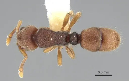 Heteroponera imbellis - CASENT0922117