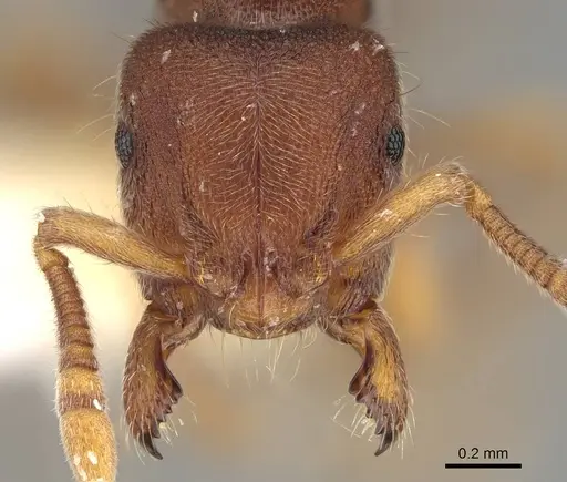 Heteroponera imbellis - CASENT0922117