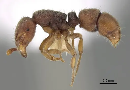 Heteroponera imbellis - CASENT0922117