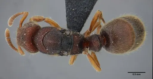 Heteroponera imbellis - UFV-LABECOL-007242