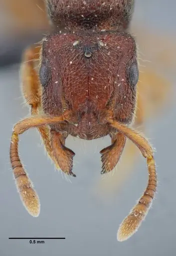 Heteroponera imbellis - UFV-LABECOL-007242