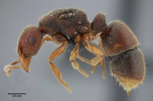 Heteroponera imbellis - UFV-LABECOL-007242