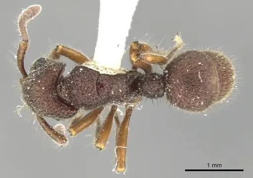 Heteroponera inca specimen