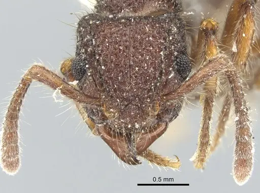 Heteroponera inca specimen