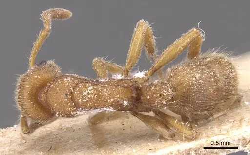 Heteroponera inermis specimen