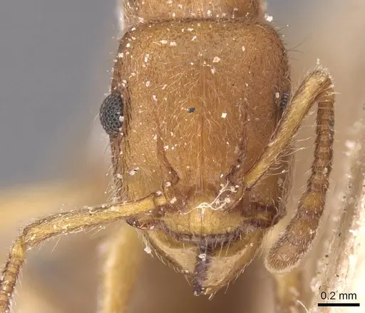 Heteroponera inermis specimen