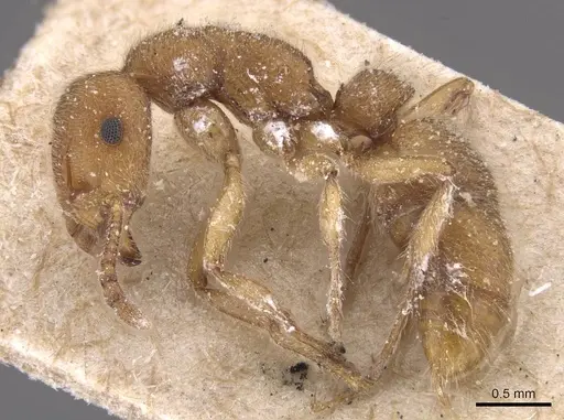 Heteroponera inermis specimen