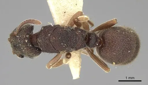 Heteroponera leae specimen
