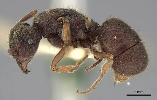 Heteroponera leae specimen