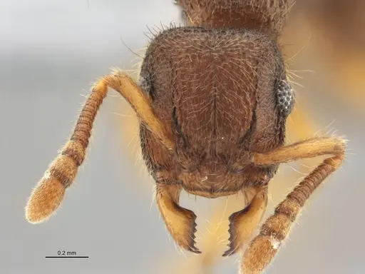 Heteroponera mayri specimen