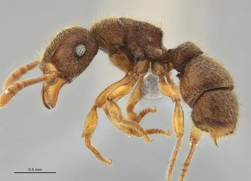 Heteroponera mayri specimen