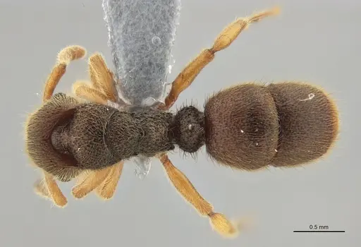 Heteroponera mayri - ANTWEB1047675