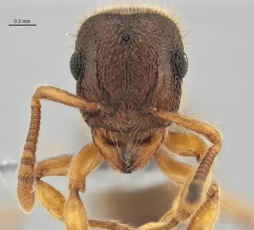Heteroponera mayri - ANTWEB1047675