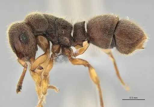 Heteroponera mayri - ANTWEB1047675