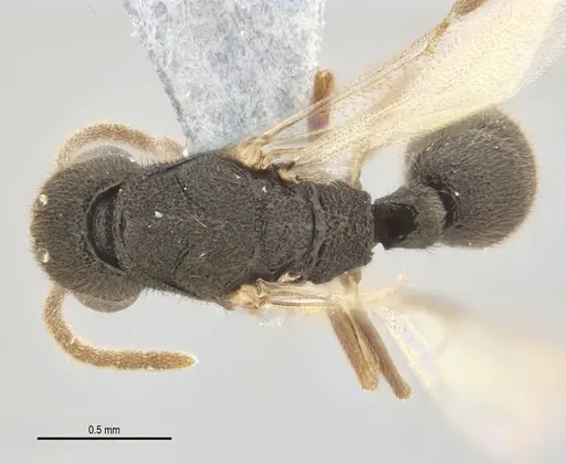 Heteroponera mayri - ANTWEB1062716