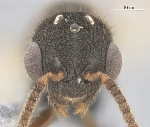 Heteroponera mayri - ANTWEB1062716