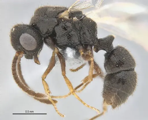 Heteroponera mayri - ANTWEB1062716