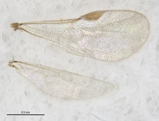 Heteroponera mayri - ANTWEB1062716