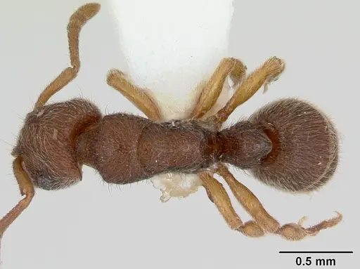 Heteroponera mayri - CASENT0173543