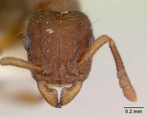 Heteroponera mayri - CASENT0173543