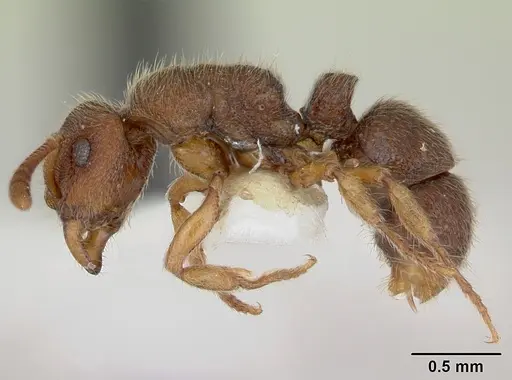 Heteroponera mayri - CASENT0173543