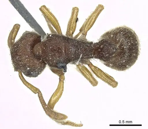 Heteroponera mayri - CASENT0915932