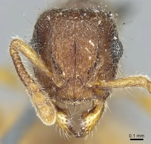 Heteroponera mayri - CASENT0915932