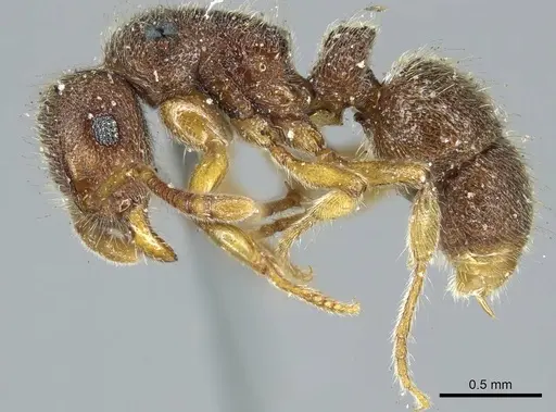 Heteroponera mayri - CASENT0915932