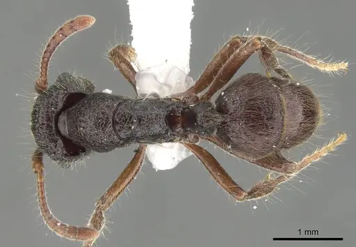 Heteroponera monticola specimen