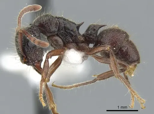 Heteroponera monticola specimen