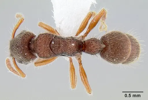 Heteroponera panamensis specimen