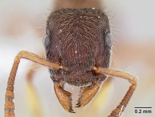 Heteroponera panamensis specimen