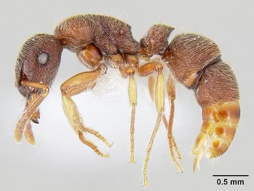 Heteroponera panamensis specimen