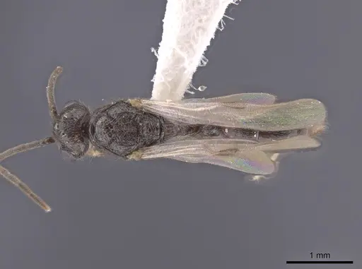 Heteroponera panamensis - CASENT0660057