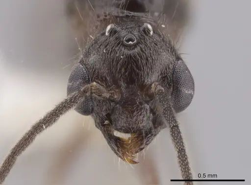 Heteroponera panamensis - CASENT0660057