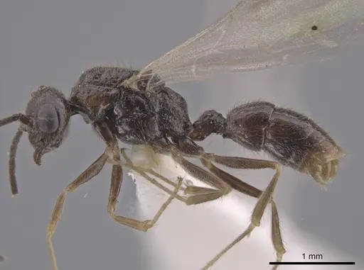 Heteroponera panamensis - CASENT0660057