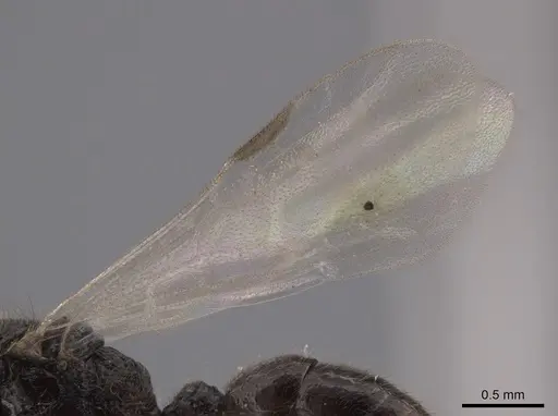 Heteroponera panamensis - CASENT0660057