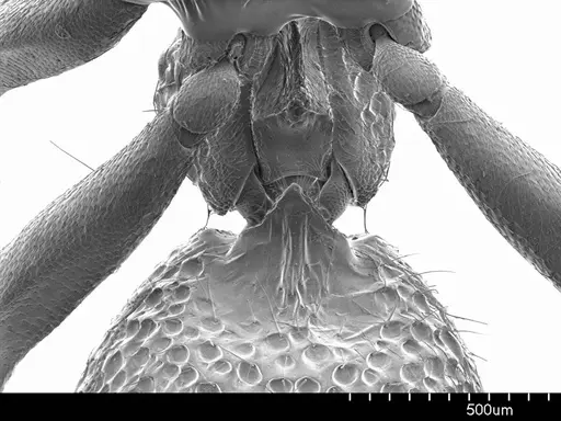 Heteroponera relicta specimen