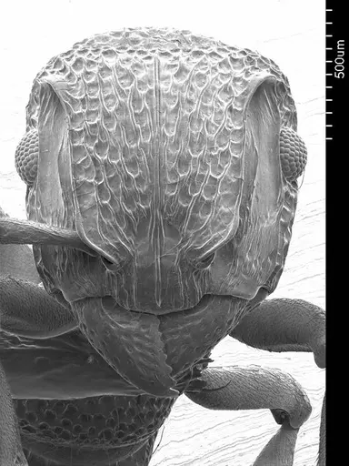 Heteroponera relicta specimen