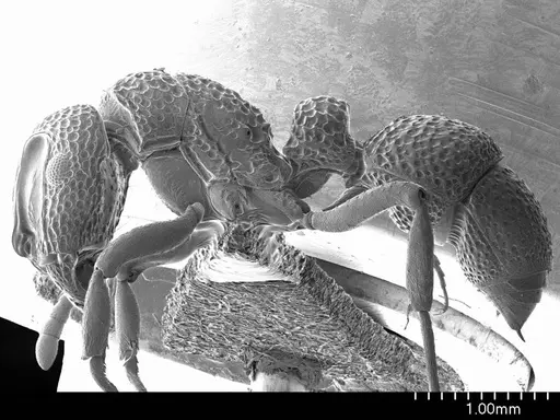 Heteroponera relicta specimen