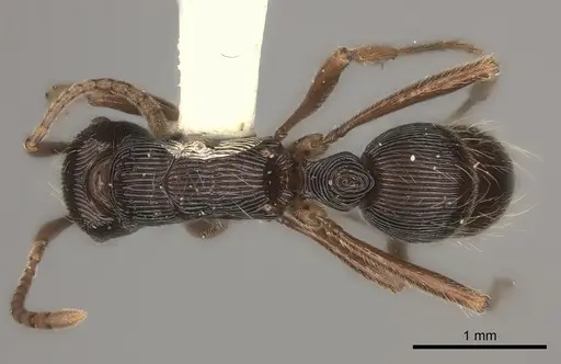 Holcoponera acuta specimen