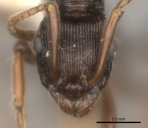 Holcoponera acuta specimen
