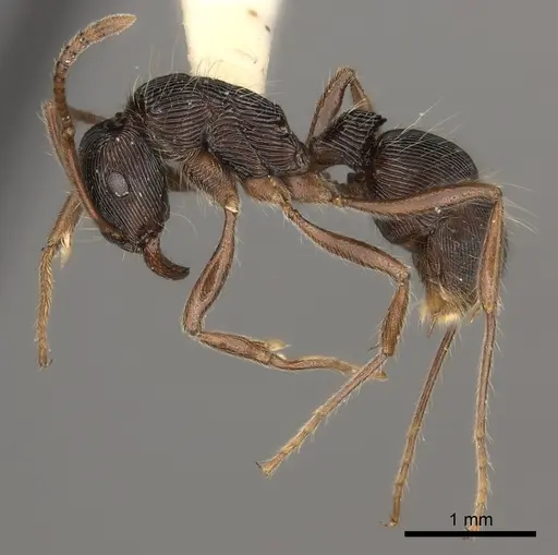Holcoponera acuta specimen