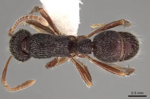 Holcoponera andina specimen