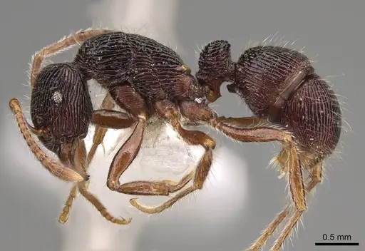 Holcoponera andina specimen