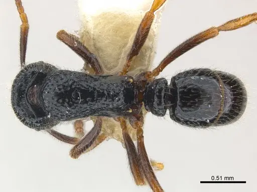 Holcoponera atrata specimen